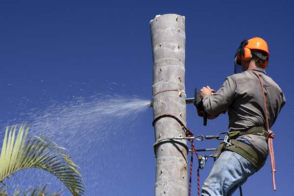 élagage arbre paris